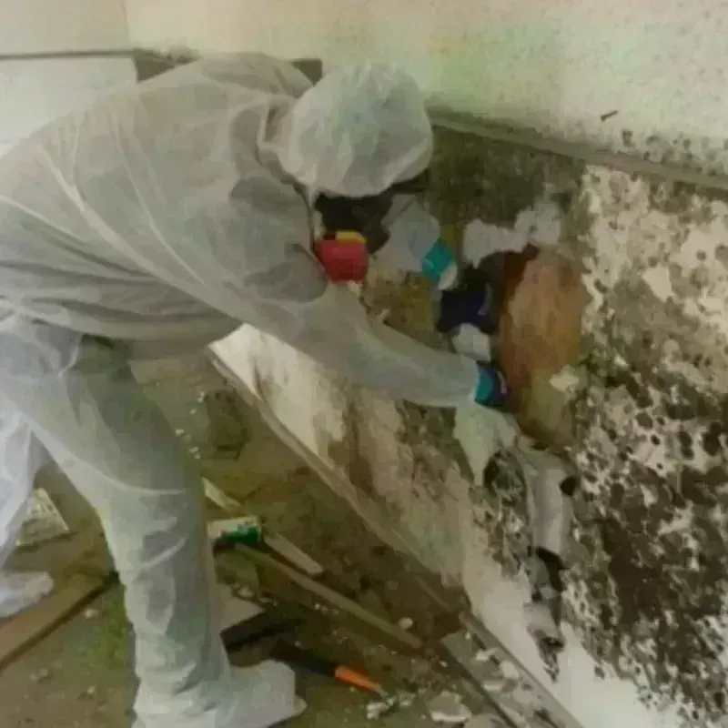 Mold Remediation and Removal in Vadnais Heights, MN